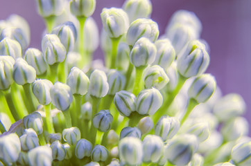 Fototapeta premium Buds of white spring flowers