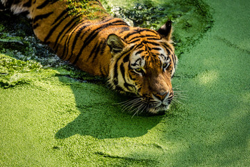 Tiger © ferkelraggae