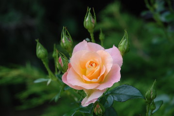 Roseraie - Rose
