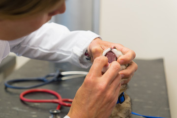 Veterinarian examining little cat