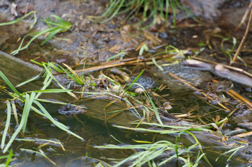 common frogs mating in water