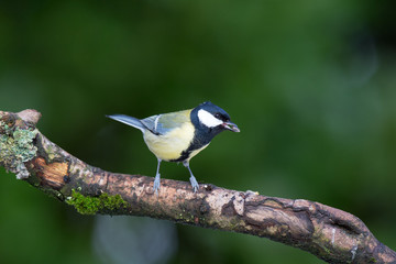 Great tit on tree