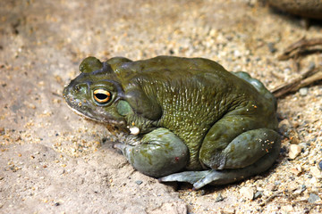 Colorado River toad Incilius  Bufo alvarius
