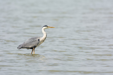 Great blue heron