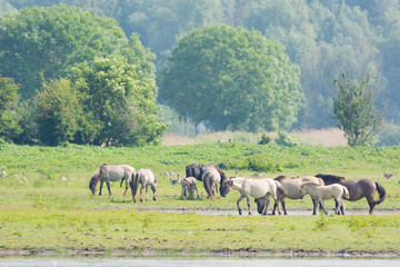 Obraz premium Konik horses