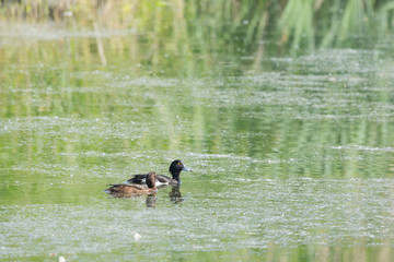 Couple tufted duck