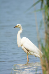 Great Egret