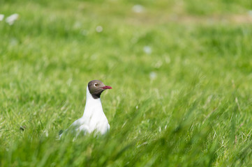 black-headed gull in field