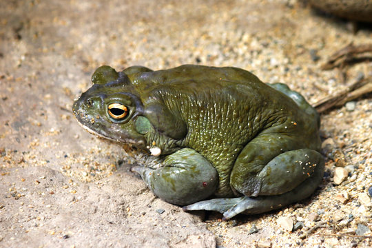 Colorado River Toad Incilius  Bufo Alvarius