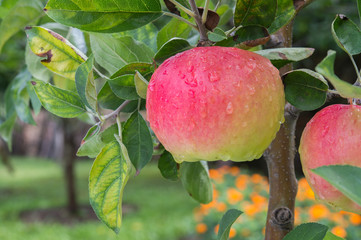 apples on the branch