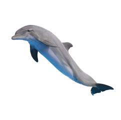 Obraz premium jumping dolphin on white