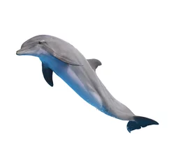 Foto auf Leinwand springender Delphin auf Weiß © neirfy