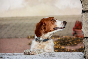 Chien