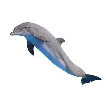 Fototapeta jumping dolphin on white