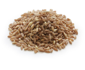 spelt, farro, primitive wheat