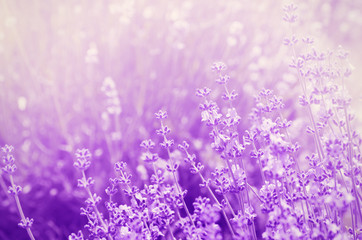 Obraz premium Lavender Mood
