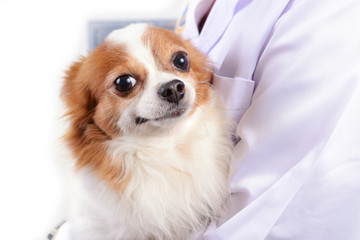 Chihuahua dog with doctor.