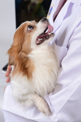 Chihuahua dog in doctor hands.