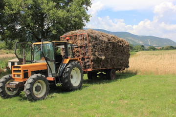 Obraz premium Récolte de lavande