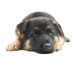 German Shepherd puppy waiting for his master, close-up