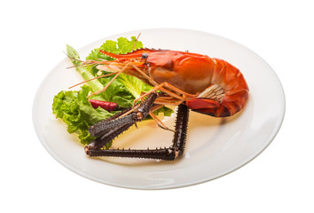 Giant Freshwater Prawn