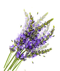 fresh lavender flowers over white with blurred effect