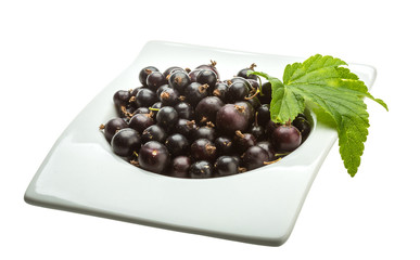 Black currant