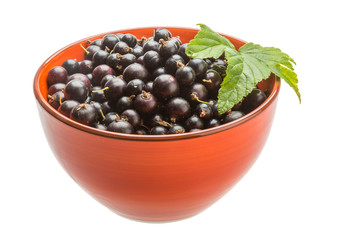Black currant