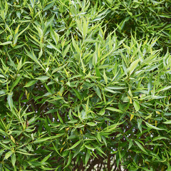 Obraz premium Outdoor shot of a green leaves