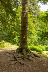 Monkey puzzle tree stump walk to Aira Force waterfall