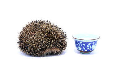 Forest hedgehog with saucer of milk