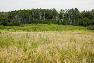 Fototapeta premium field of spring grass and forest