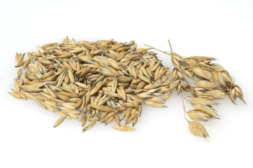 Hafer; Avena; sativa; Haferkorn; Rispe,