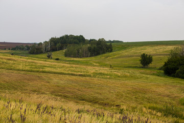 field of spring grass and forest