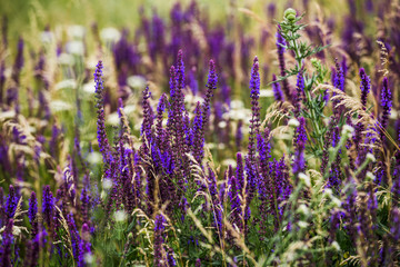 Obraz premium purple lavender flowers in the field