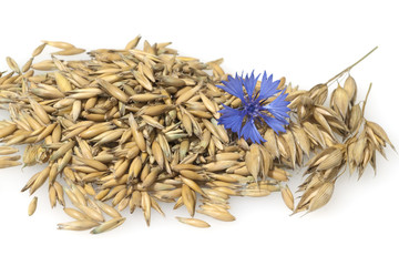 Hafer; Avena; sativa; Haferkorn; Rispe,