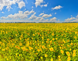 Sunflower field