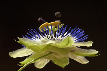 Passionsblume; Passiflora, caerulea;