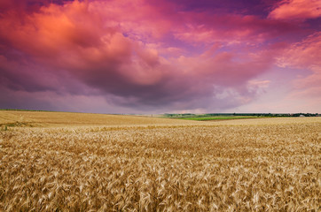 wheat land background