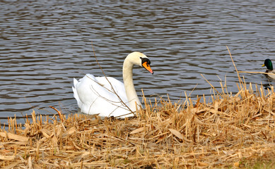 White swan on a pond in Germany
