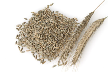 Roggenkoerner, Roggenkorn, Roggenaehre; Roggen; Roggenaehren; Se