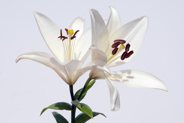 Weisse, lilie  hybride  lilien  hybriden  © Ruckszio