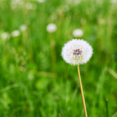Dandelion flower against the green background
