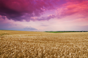wheat land background