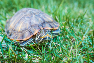 terrapin
