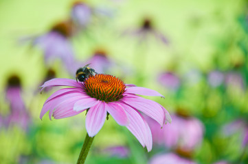 bumblebee sucking nectar on a purple coneflower
