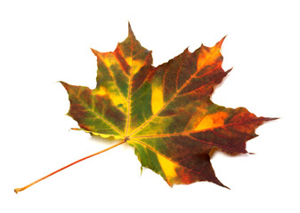 Multicolor autumnal maple leaf