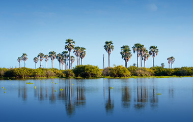 palm trees reflecting in the lake manze in africa