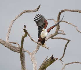 african fish eagle starting to fly from a dead standing tree