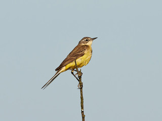 Western Yellow Wagtail (Motacilla flava)